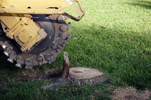 Stump Service Stump Service